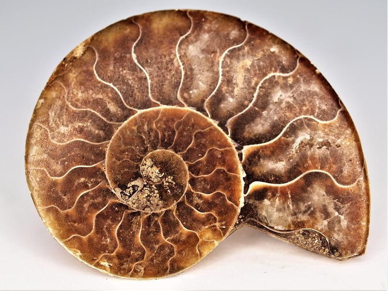 Fossil